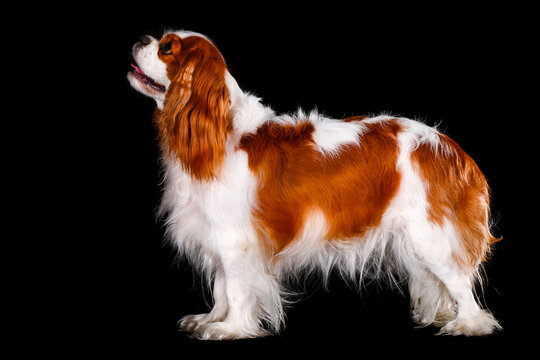 Cavalier King Charles Spaniel