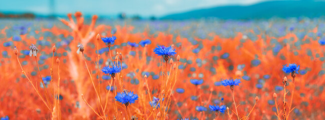 field of flowers in spring time