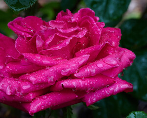 雨の日のバラ・クイーンエリザベス / Rose・Queen Elizabeth  on a rainy day