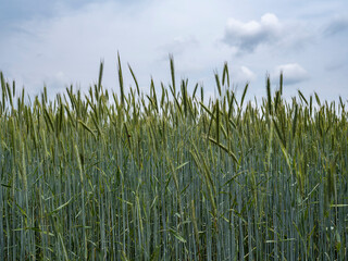 wheat field after rain