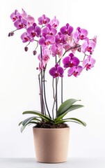 Naklejka na ściany i meble Flowers orchid on white background in flower pot