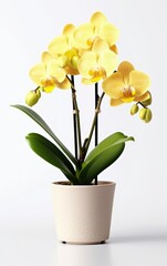 Naklejka na ściany i meble Flowers pastel yellow orchid on white background in flower pot