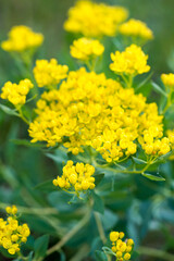 Euphorbia virgata, known as leaf spurge or wolf's milk. is a species of milkweed native to Europe and Asia and introduced to North America