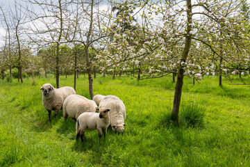 Agroforesterie, élevage de moutons dans un verger de pommiers. Race Shropshire, adaptée au pâturage des vergers qui ne s'attaque pas aux écorces des arbres - obrazy, fototapety, plakaty