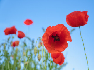 Obraz premium Poppy flower in cornfield. Red petals in green field. Agriculture on the roadside.