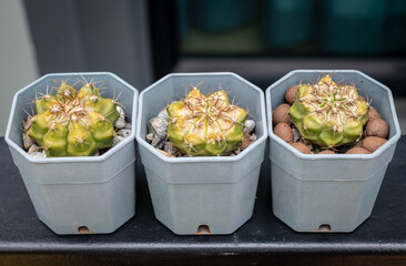 Group of sunburned Gymnocalycium cactus. Cactus get sunburned due to being exposed to too much sunlight which makes them vulnerable to fire.