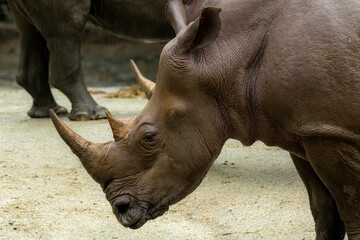 White rhino or square-lipped rhinoceros, Ceratotherium simum. Big male