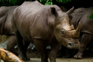 Powerful rhinoceros stands in the corral in the zoo in Singapore. Behind it there are other resting rhinos