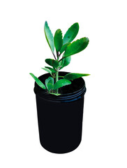 plant in a pot, green Pebble leaves tree on a pot png green nature plant foliage eco tropical rain