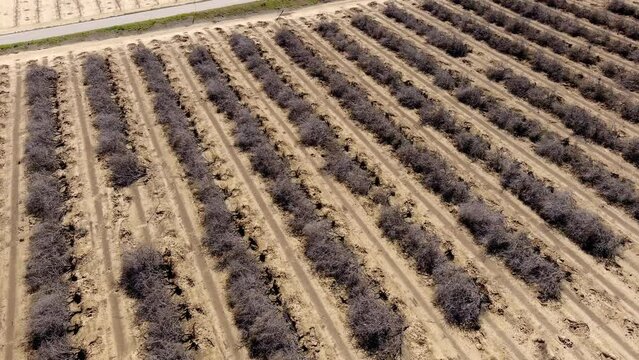 Aerial view orbiting Central valley, California rows of dead orchard field crops damage