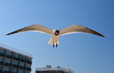 a  close up of a laughing gull in flight over  hotel rooftops on a sunny spring day in rehoboth beach, delaware
