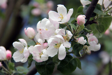 A branch with flowers of a blooming apple tree, shot close-up, a bud of white-pink color, a blurred background.