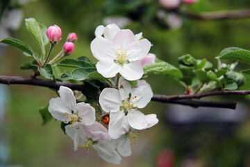 A branch of a peach tree, a blooming peach, buds of white and pink flowers.