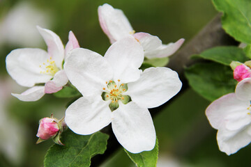 Blooming apple tree. Several flower buds and green young leaves on a branch of a flowering tree. Close-up of pink buds of an apple tree on a blurred background of a blooming garden in spring
