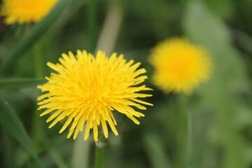 Yellow dandelion flowers in the grass, spring blooming dandelion in the park, meadow, medicinal herb, meadow with dandelions on a sunny day.