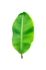 green banana leaves on white png and transparent background, close up photography tropical leaves