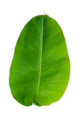 green banana leaf on white png and transparent background, close up photography tropical leaves
