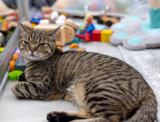 tabby cat lying on floor next to baby kid child toddler toys looking in mirror stretching...