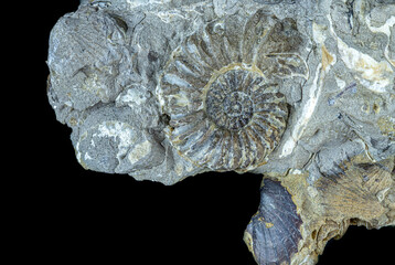 fossile and shell in the rock 