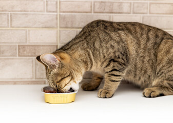 portrait of tabby cat female kitty eating wet food from aluminum container on floor kitchen tiles background top or side view.hungry kitty licking muzzle,feeling pleasure from food.grooming mouth