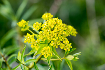Euphorbia virgata, known as leaf spurge or wolf's milk. is a species of milkweed native to Europe and Asia and introduced to North America