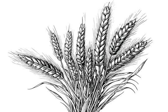 Sheaf of bunch of vector black and white wheat ears