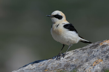 Male Black-eared Wheatear (Oenanthe hispanica) resting on a rock