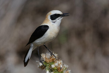 Male Black-eared Wheatear (Oenanthe hispanica)