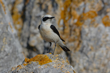Male Black-eared Wheatear (Oenanthe hispanica) resting on a rock