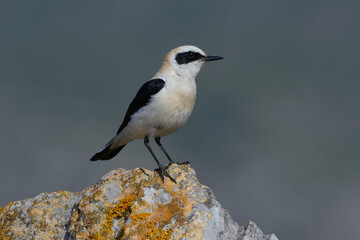 Male Black-eared Wheatear (Oenanthe hispanica) resting on a rock