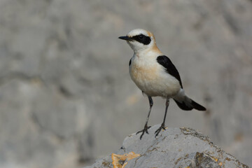 Male Black-eared Wheatear (Oenanthe hispanica) resting on a rock