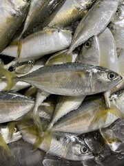 fresh fish on the market