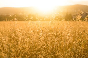 Naklejka premium Oats in a field at sunset