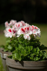 pelargonia angielska, Pelargonium