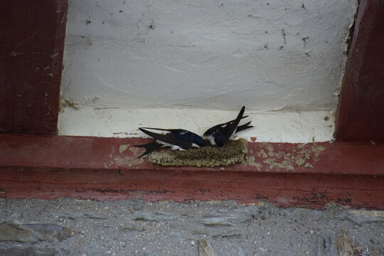 Swallow building a Nest