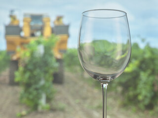 Empty wine glass, grape harvest