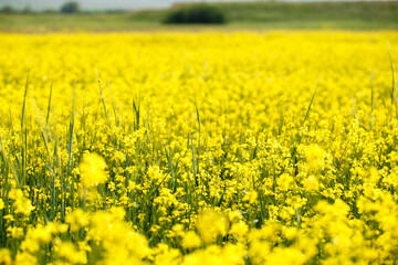 Yellow flowers are not a summer meadow. Natural background of plants. Bright summer texture