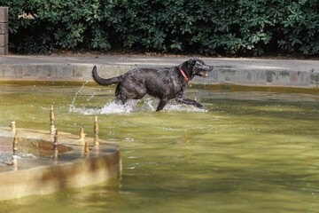Dog Playing Running into a Fountain