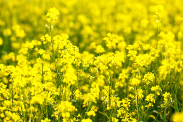 Yellow flowers are not a summer meadow. Natural background of plants. Bright summer texture
