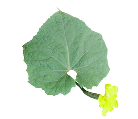 green leaf with yellow flower isolated transparent background png green nature