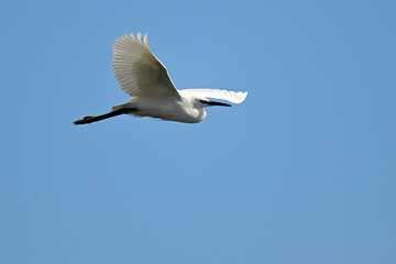 Little egret // Seidenreiher (Egretta garzetta) - Axios Delta, Greece