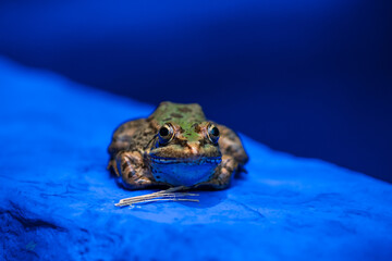 a frog in blue - Ein Frosch in blau