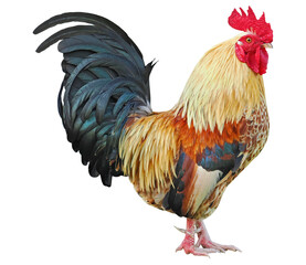 Rooster isolated, PNG on transparent background