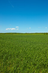 Nature, grass and field in countryside, blue sky and outdoor mockup space. Plants, lawn and natural land in spring on farm with vegetation, clouds and landscape in sustainable environment in Norway.