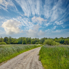 Dirt road, path and grass with blue sky in the countryside for travel, agriculture or natural environment. Landscape of plant growth, greenery or farm highway with trees for sustainability in nature