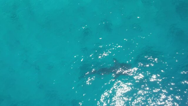Whale sharks with boats in the ocean filming from a drone oslob philippines