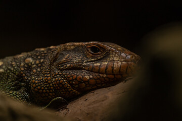 Close up of a northern caiman lizard (Dracaena guianensis)