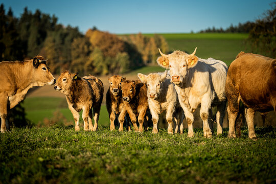 Eine Kuhherde steht auf der Wiese und schaut in die Kamera