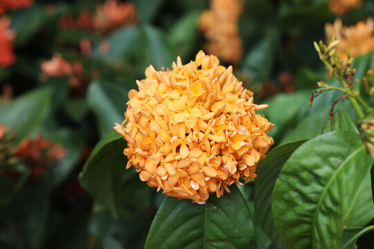 Orange flower Ixora blooming in tropical garden 