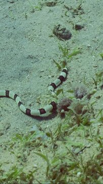 Vertical video, Harlequin Snake Eel (Myrichthys colubrinus) crawls along sandy bottom covered with green sea grass in daytime, Slow motion